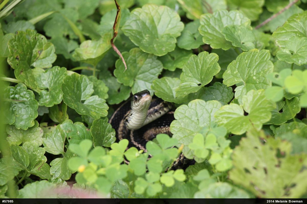 Eastern Gartersnake