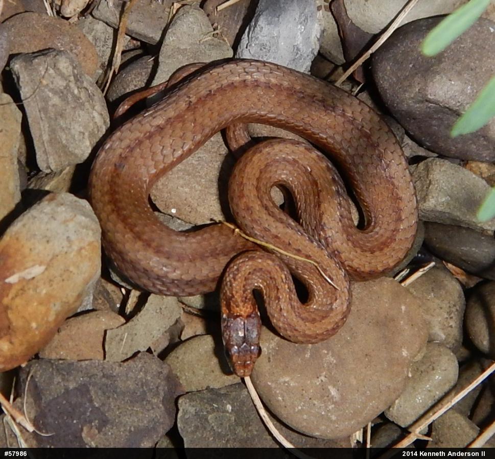 Red-bellied Snake