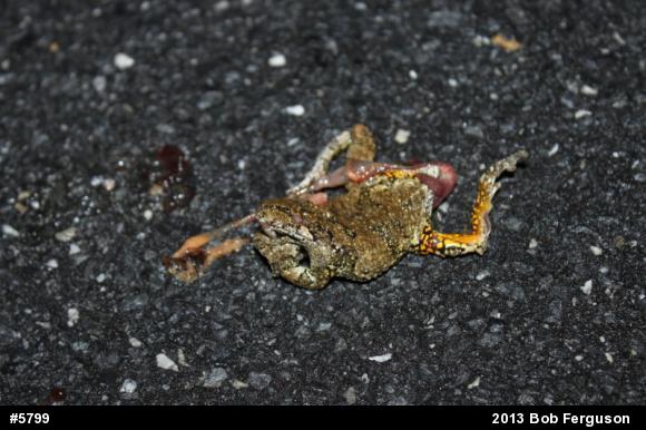 Gray Treefrog