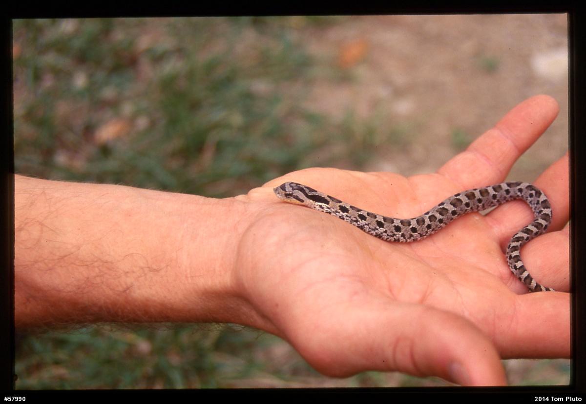 Eastern Hog-nosed Snake