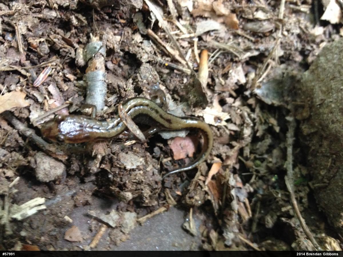 Allegheny Mountain Dusky Salamander