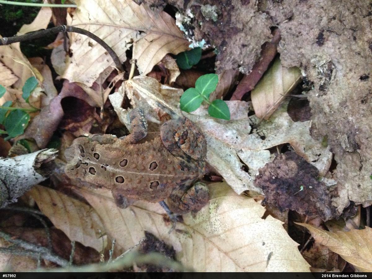 Eastern American Toad
