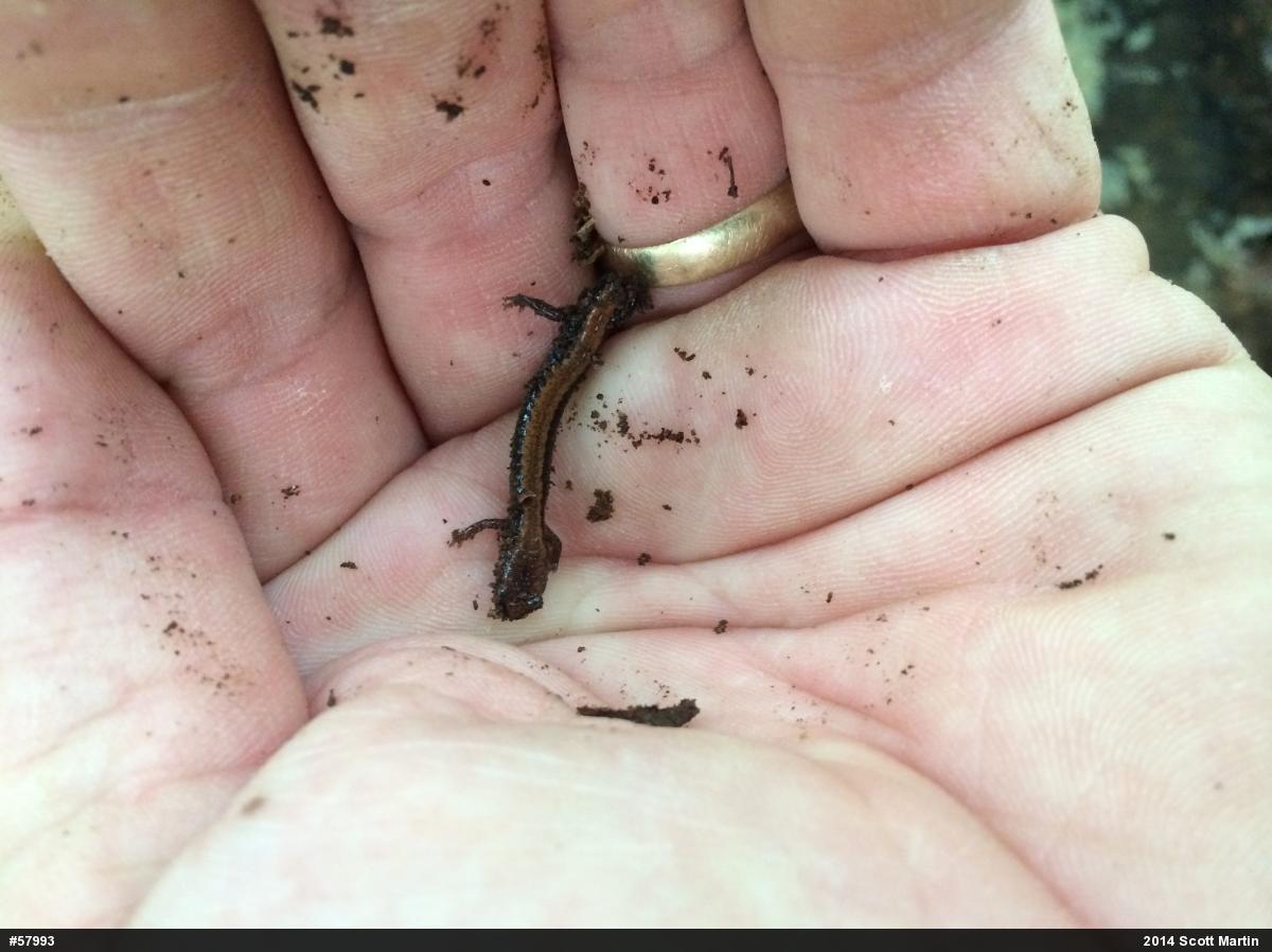 Eastern Red-backed  Salamander