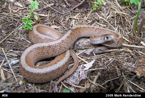 Dekay's Brownsnake