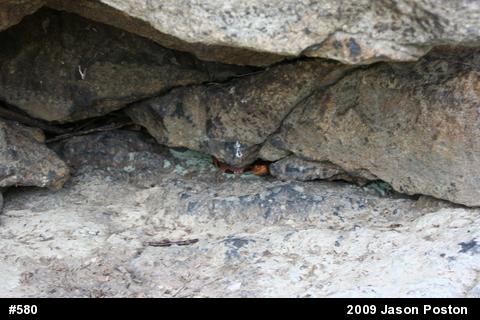 Northern Copperhead