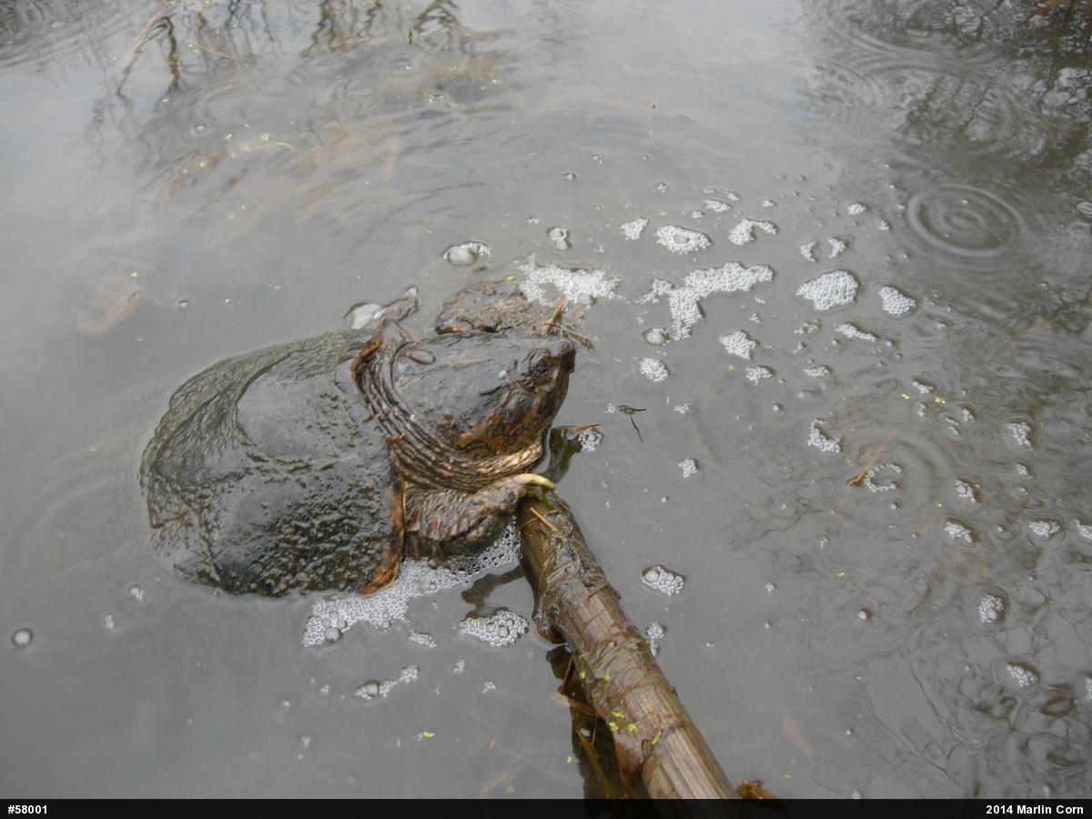 Snapping Turtle