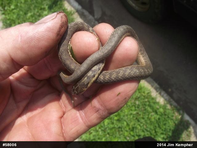 Eastern Gartersnake