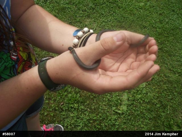 Northern Ring-necked Snake