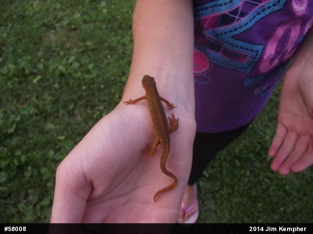Red-spotted Newt