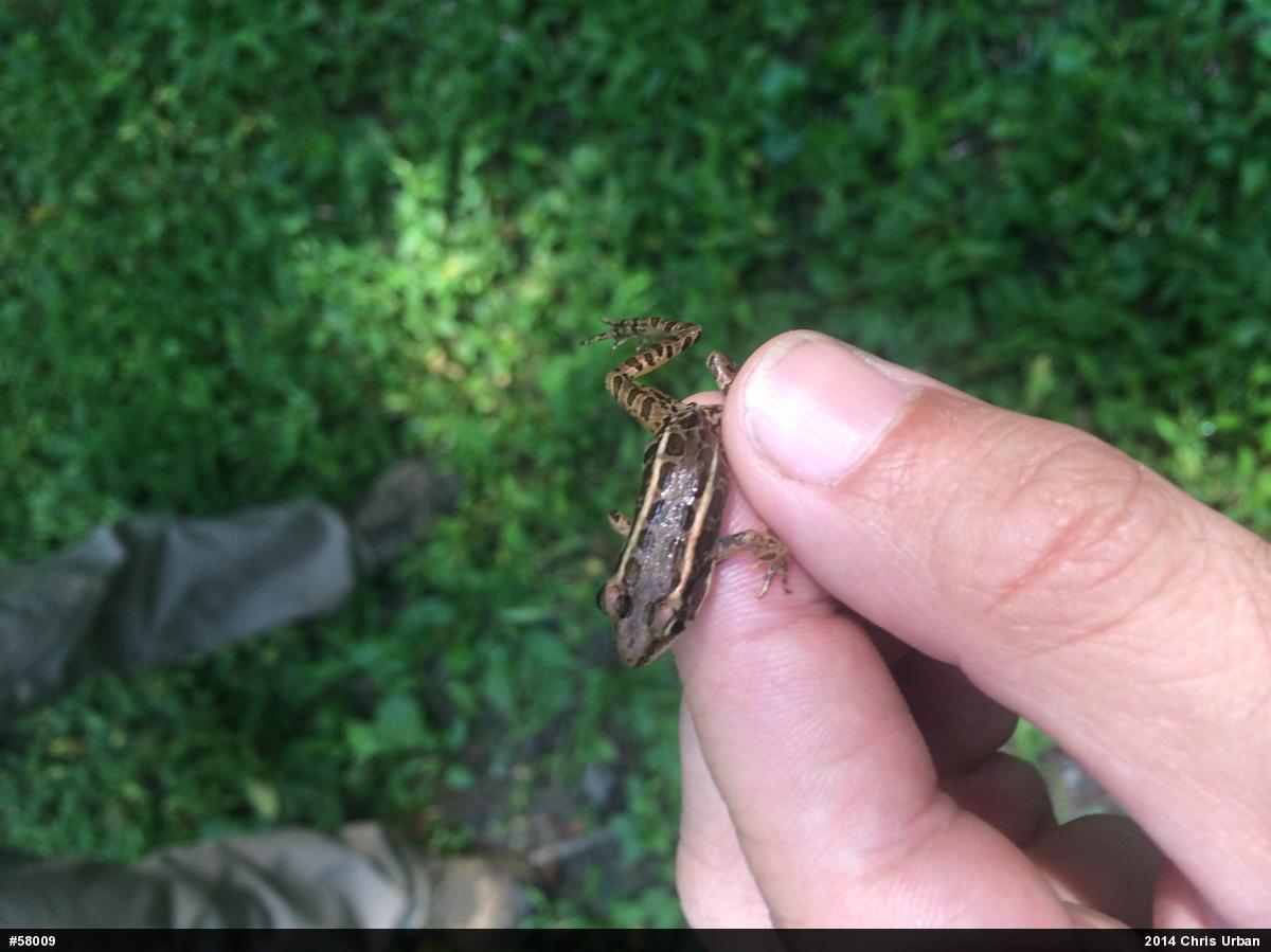 Pickerel Frog