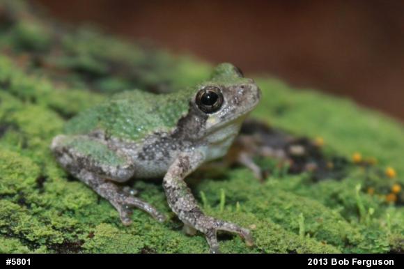 Gray Treefrog
