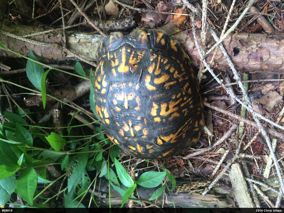 Eastern Box Turtle