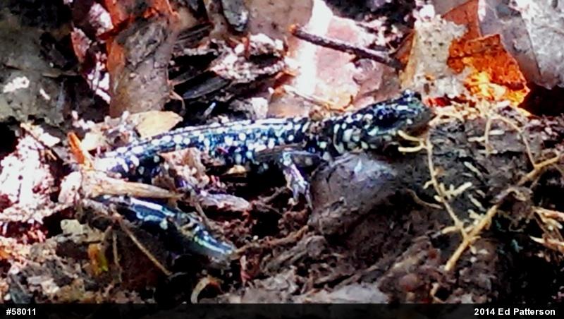 Northern Slimy Salamander