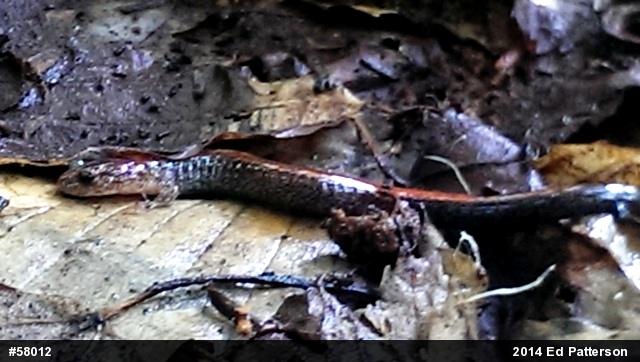 Eastern Red-backed  Salamander