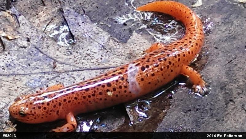 Northern Red Salamander