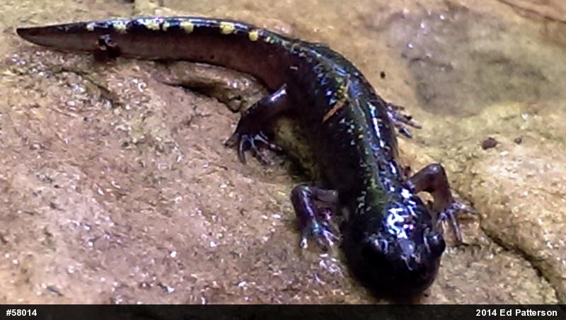 Spotted Salamander