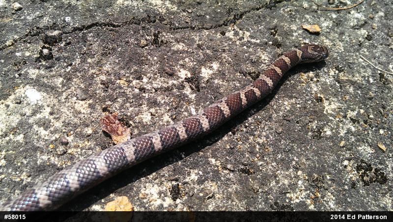 Eastern Milksnake