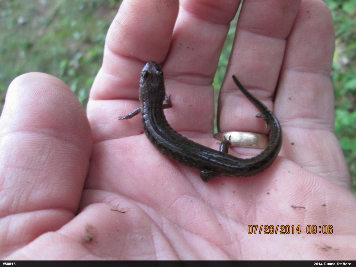 Northern Dusky Salamander