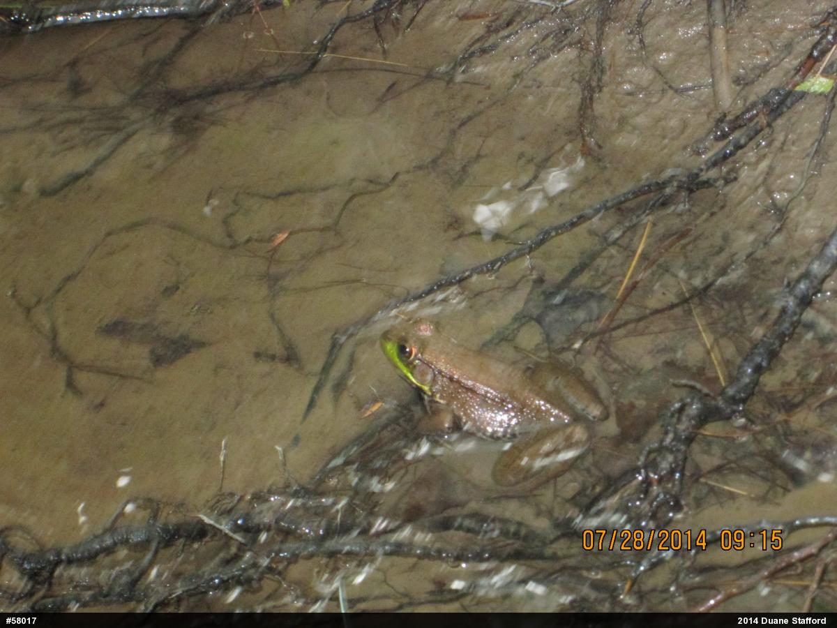 Green Frog