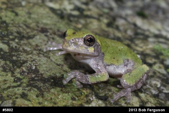 Gray Treefrog