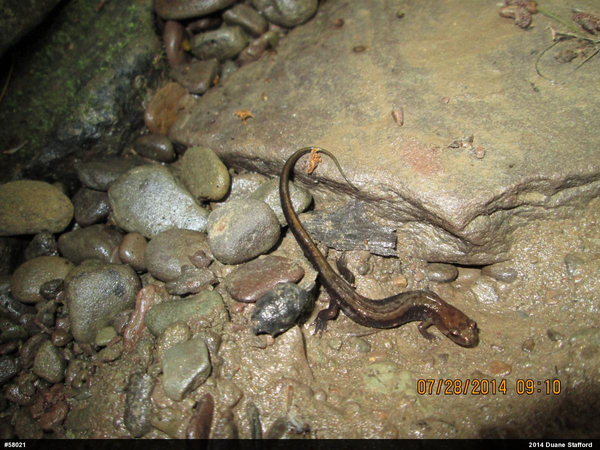 Allegheny Mountain Dusky Salamander