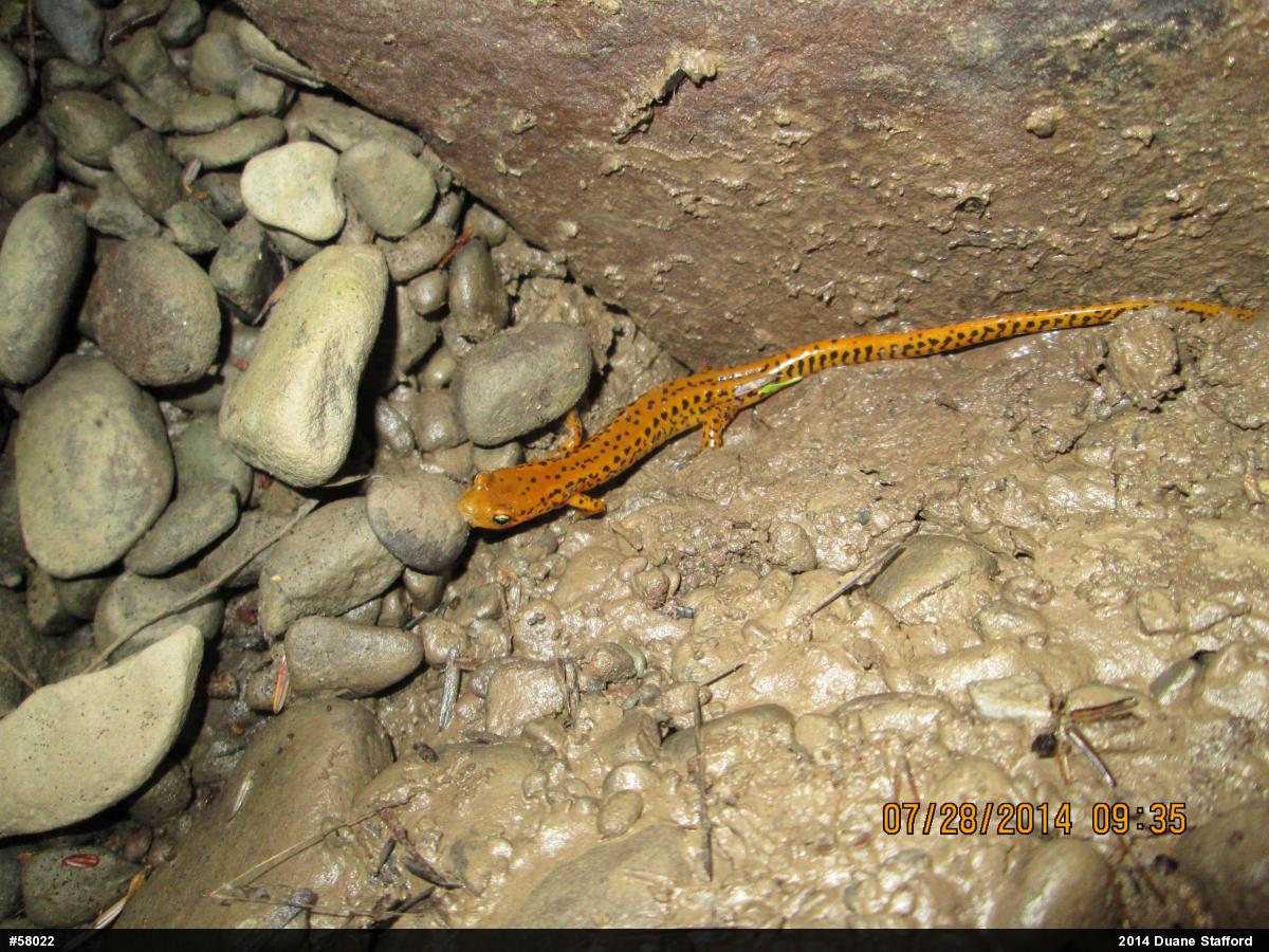 Eastern Long-tailed Salamander