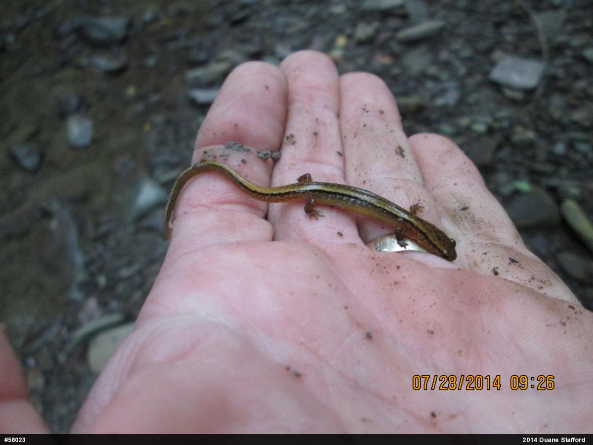 Northern Two-lined Salamander