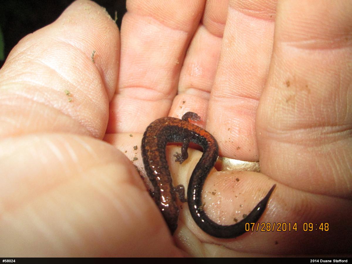 Eastern Red-backed  Salamander