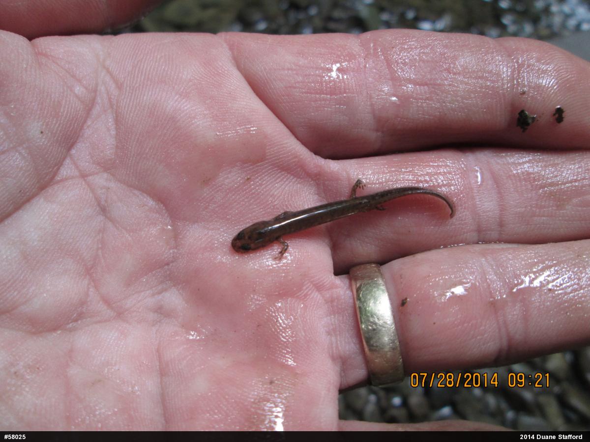 Northern Two-lined Salamander