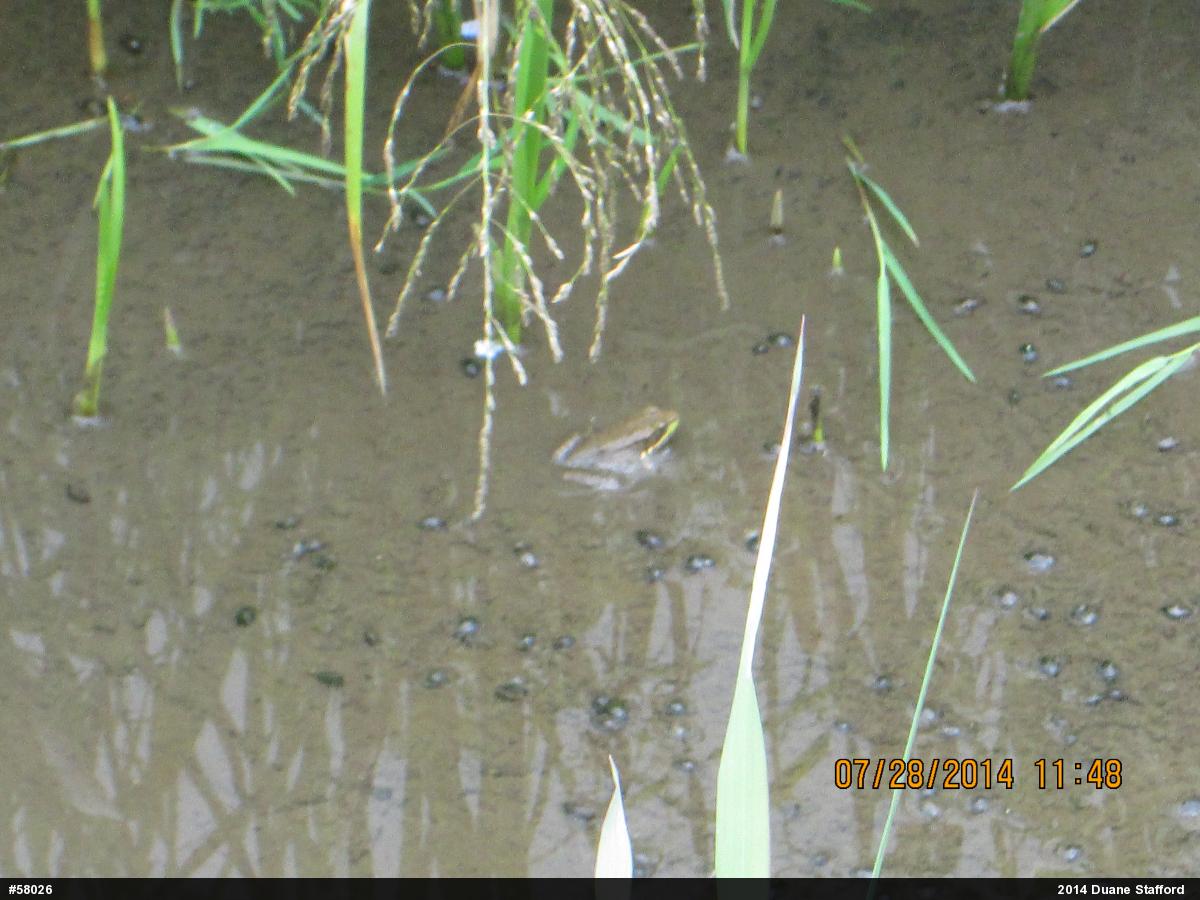 Green Frog