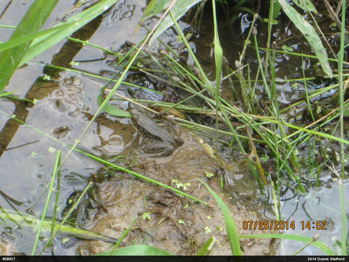 Green Frog