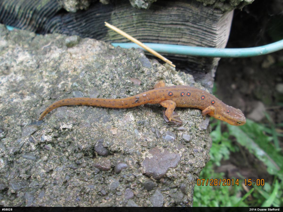 Red-spotted Newt