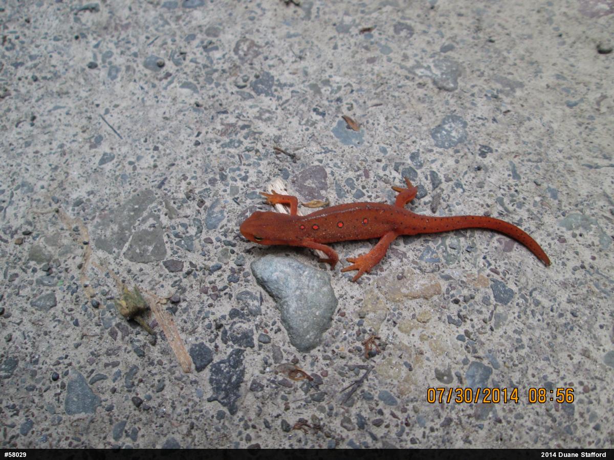 Red-spotted Newt