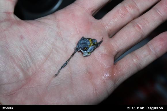 Gray Treefrog