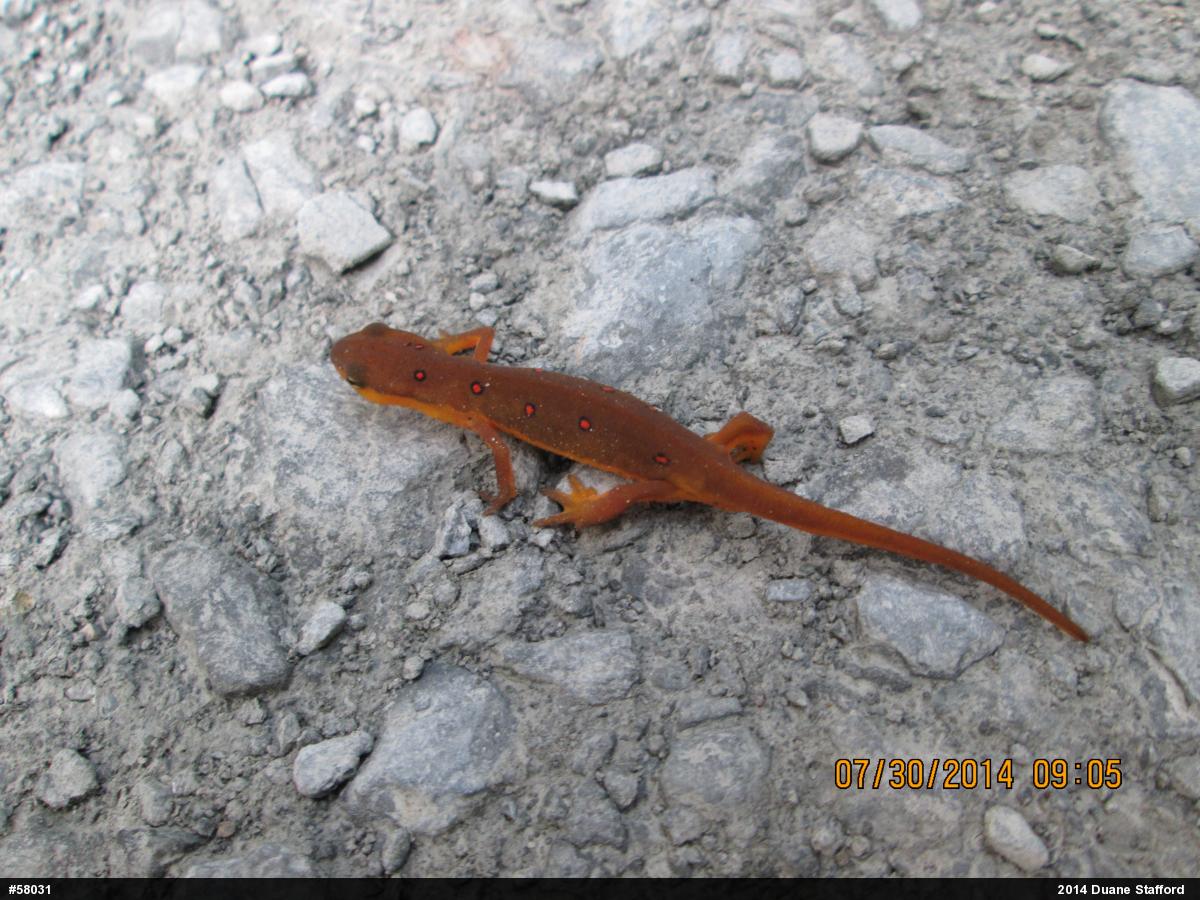 Red-spotted Newt