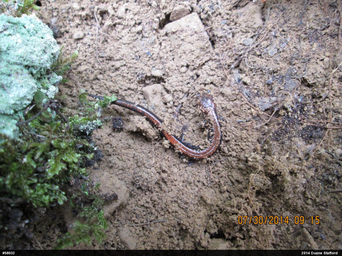 Eastern Red-backed  Salamander