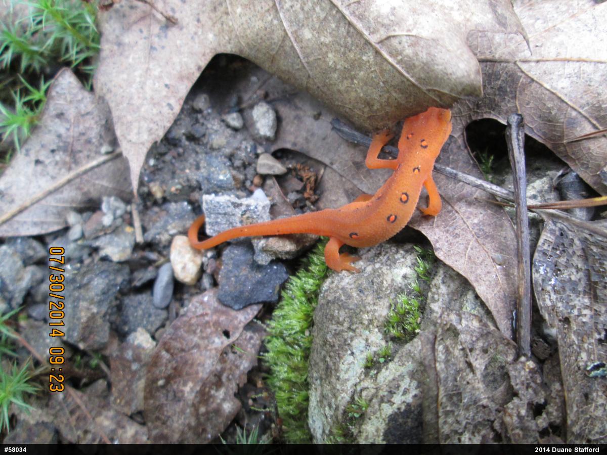 Red-spotted Newt