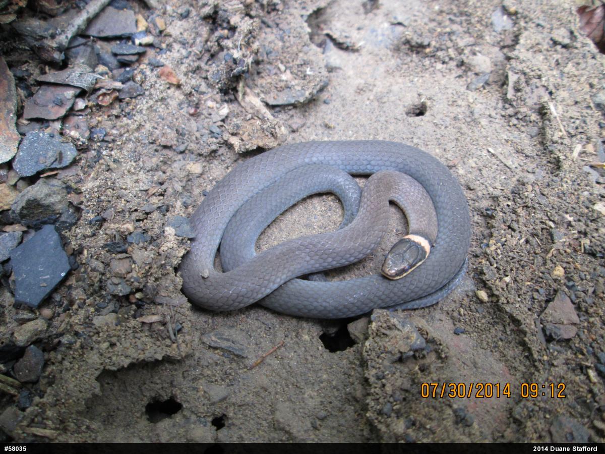 Northern Ring-necked Snake