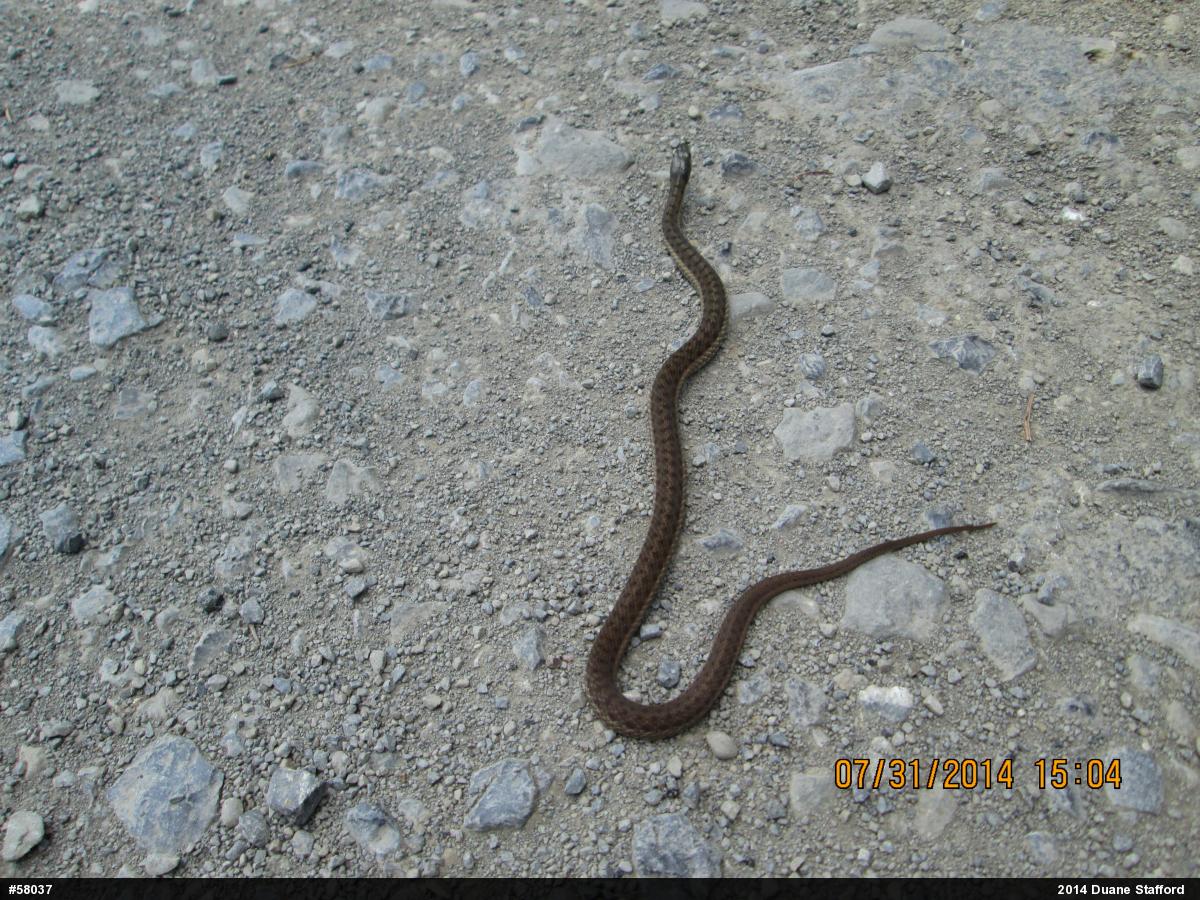 Eastern Gartersnake