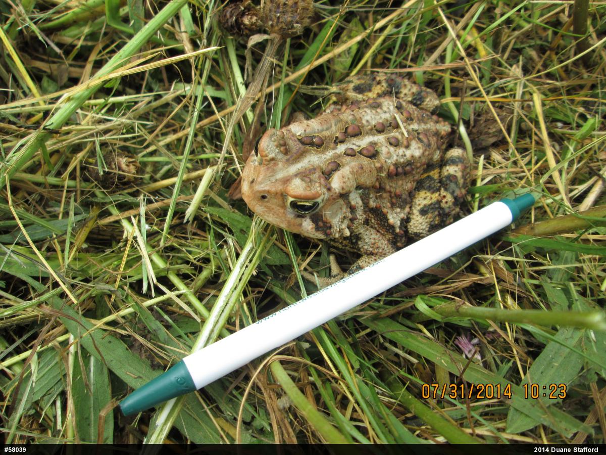 Eastern American Toad