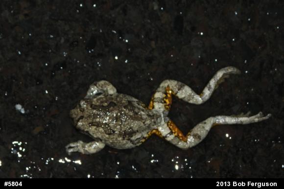 Gray Treefrog
