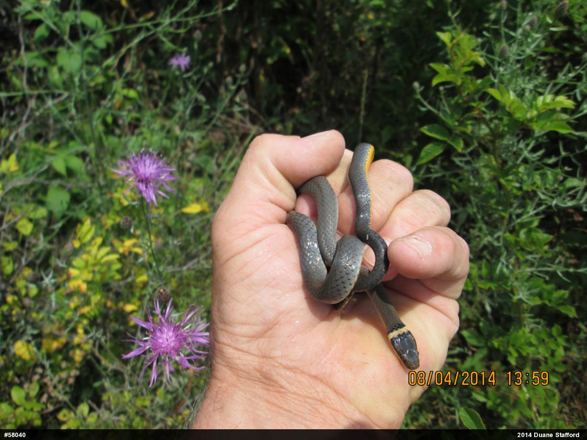 Northern Ring-necked Snake