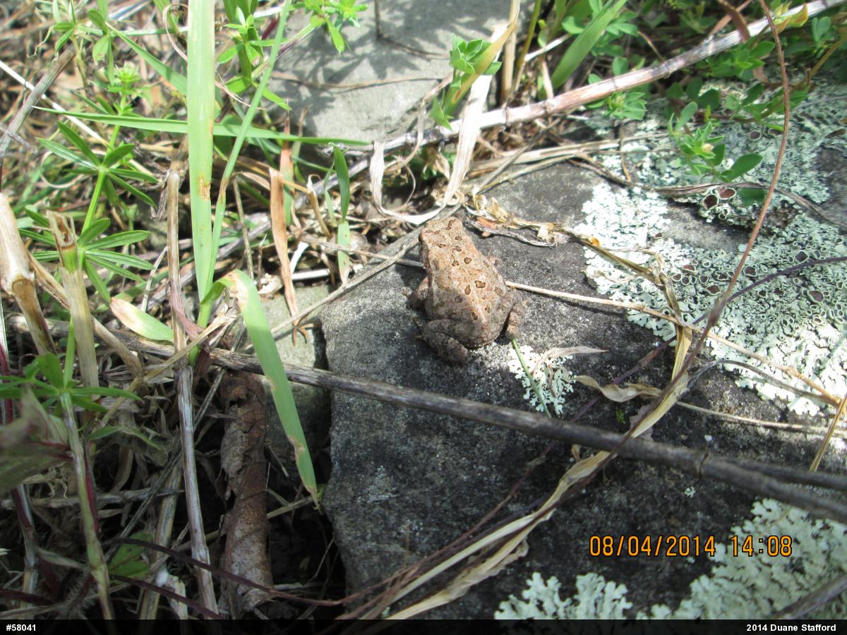 Eastern American Toad