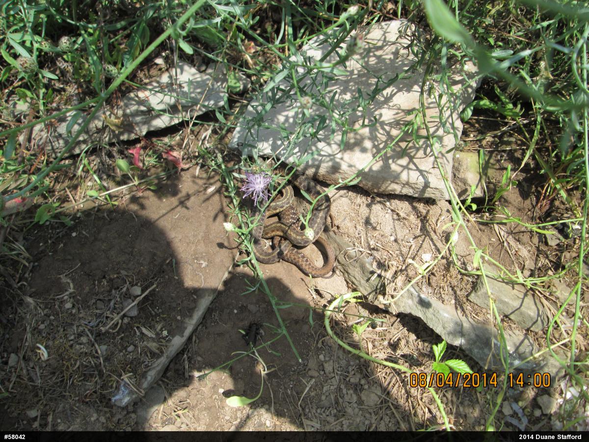 Eastern Gartersnake