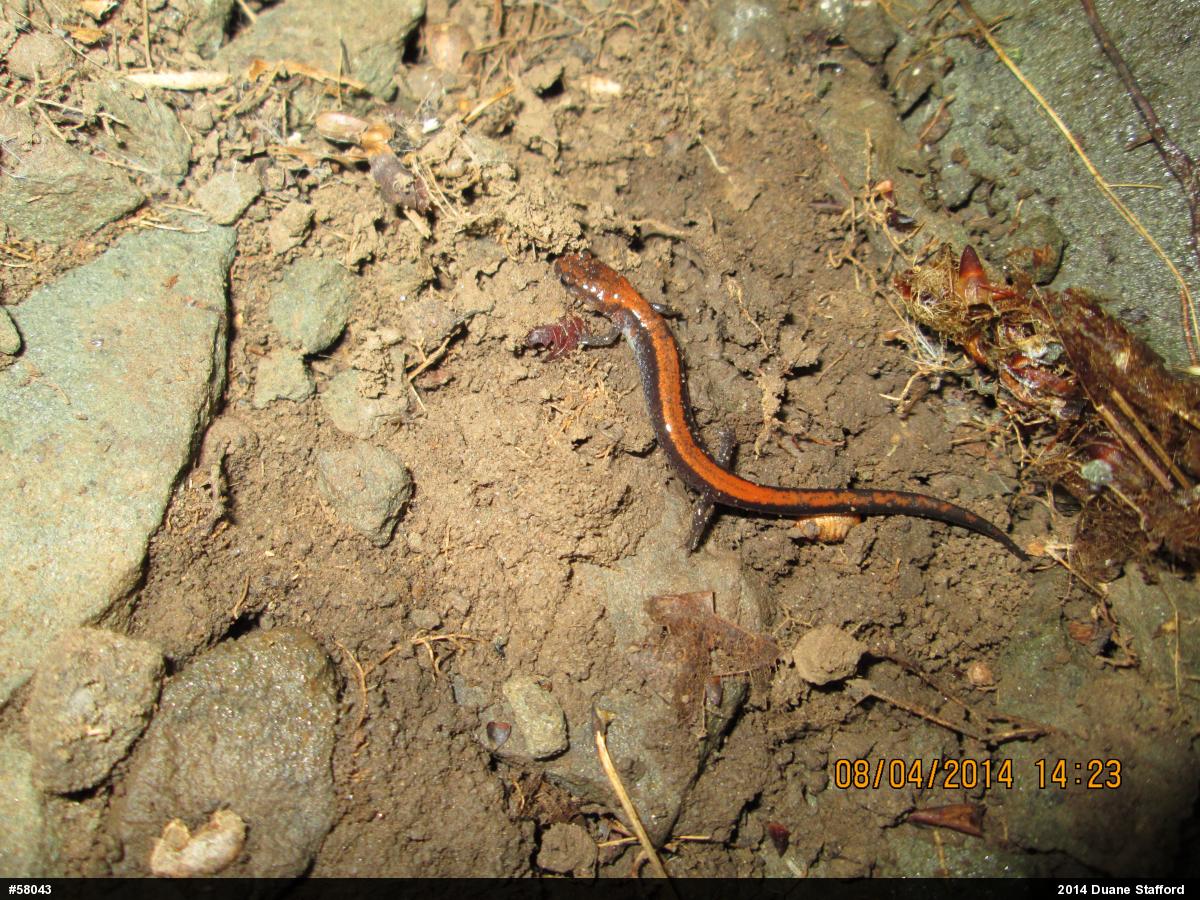 Eastern Red-backed  Salamander