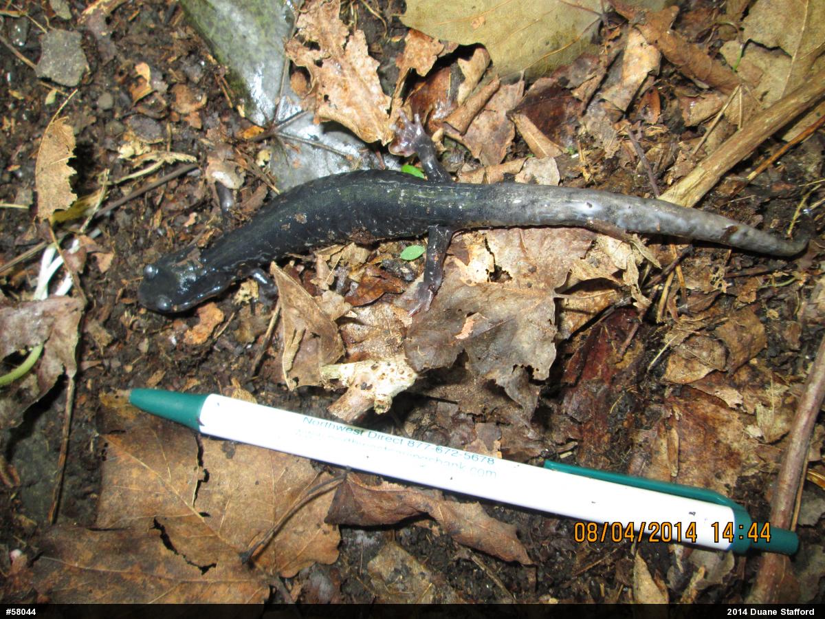 Wehrle's Salamander