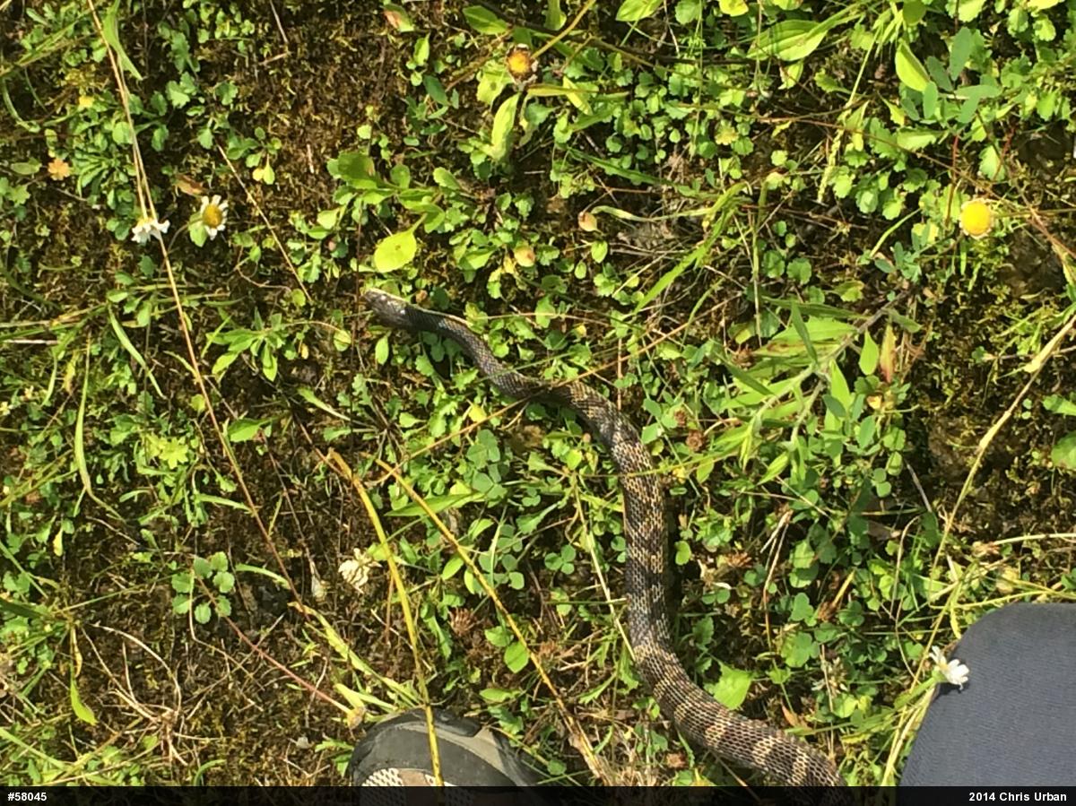 Eastern Ratsnake