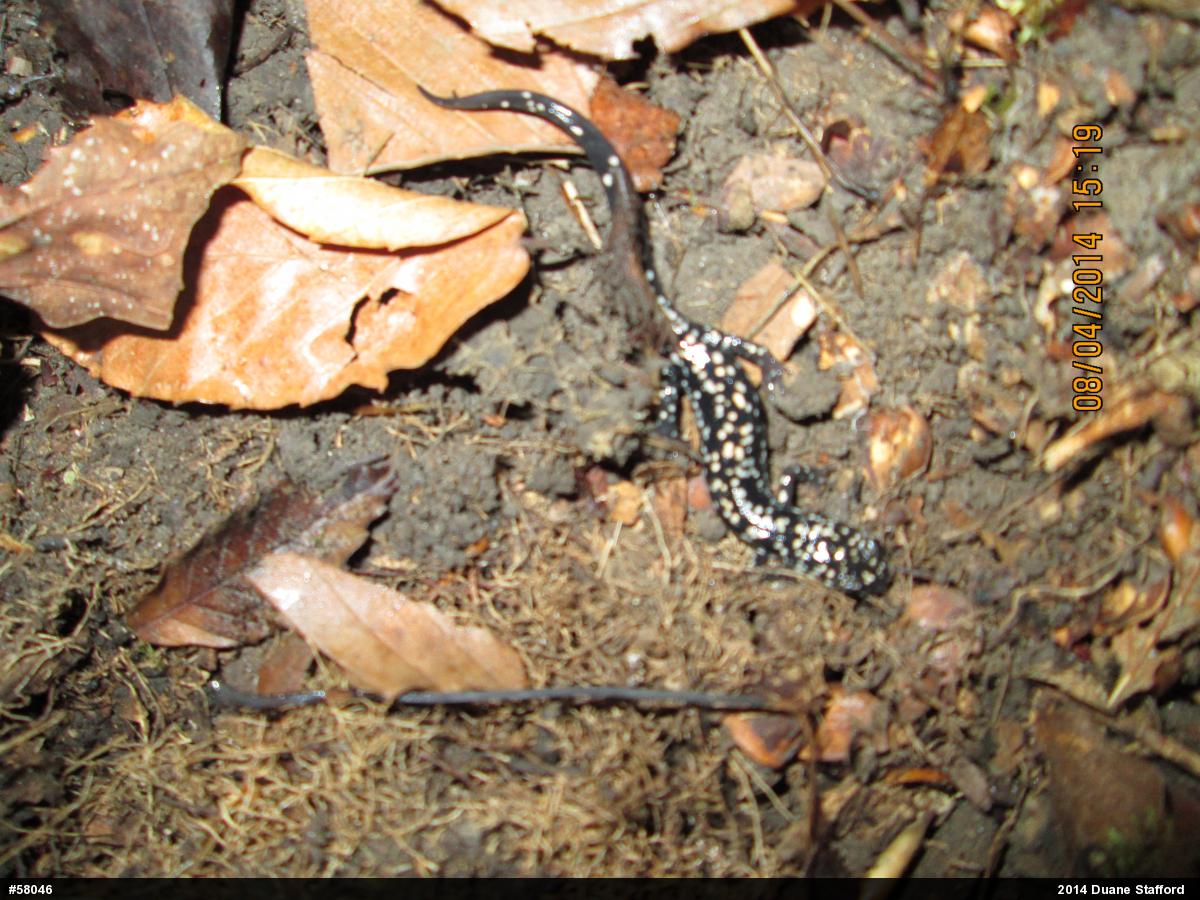 Northern Slimy Salamander