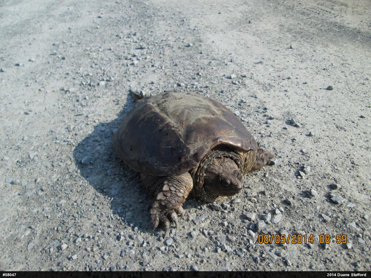 Snapping Turtle