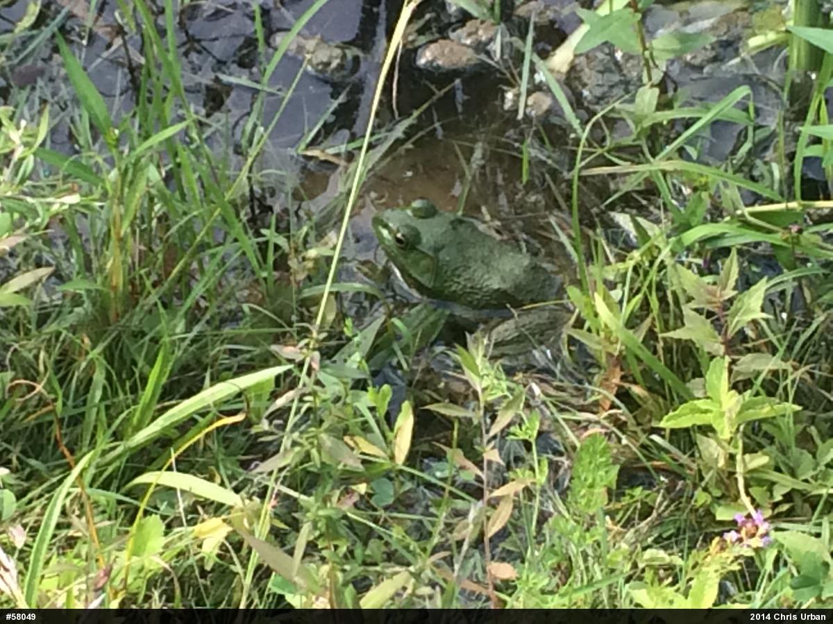 American Bullfrog